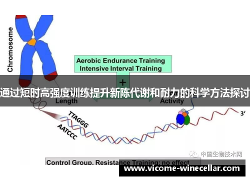 通过短时高强度训练提升新陈代谢和耐力的科学方法探讨
